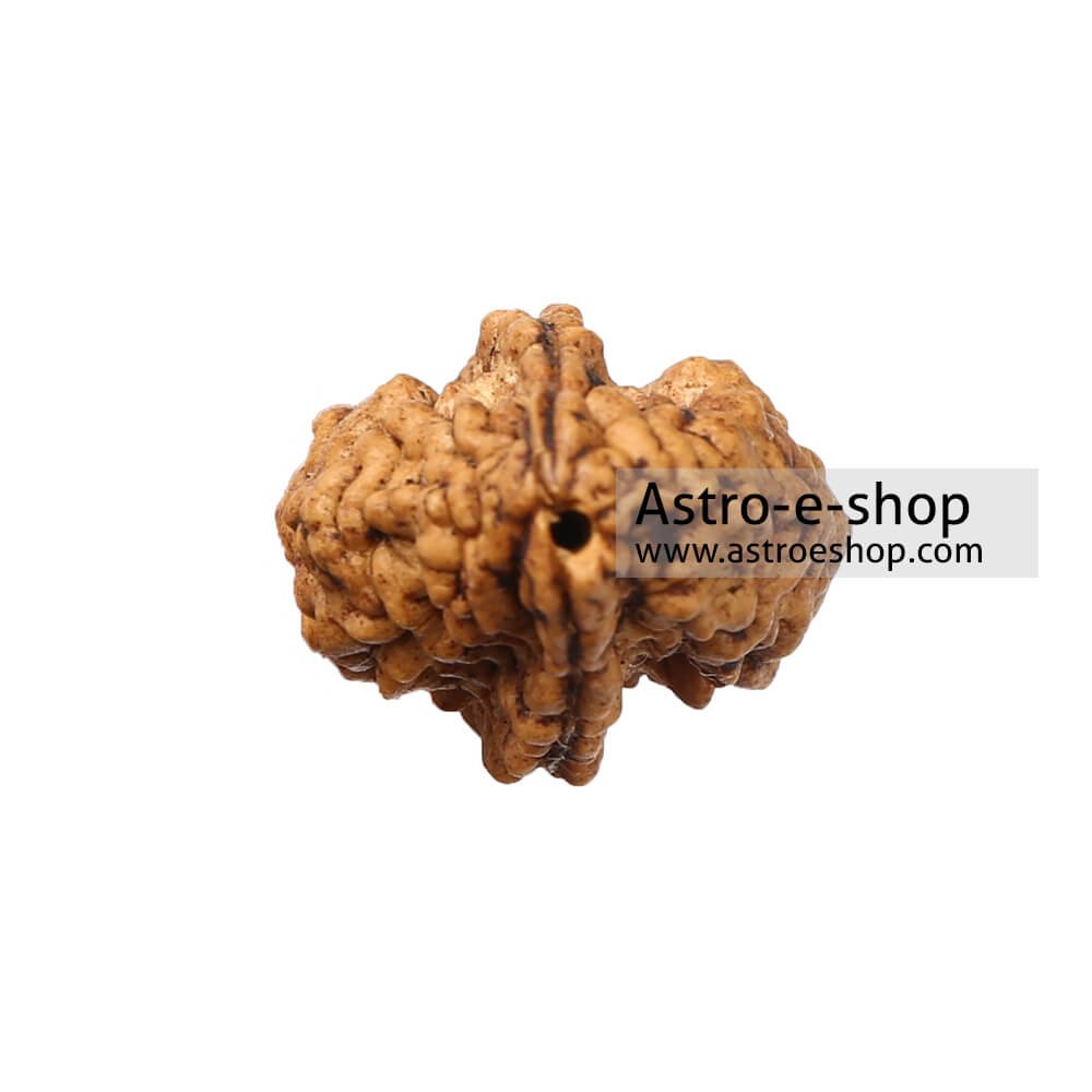 Two Faced Rudraksha
