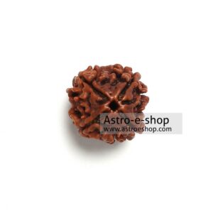Four Faced Rudraksha