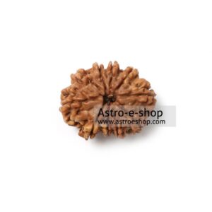 Ten Faced Rudraksha