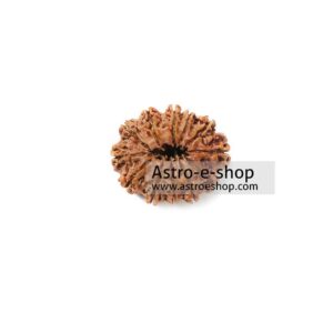 Twelve Faced Rudraksha