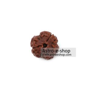 Three Faced Rudraksha