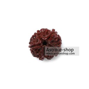 Five Faced Rudraksha