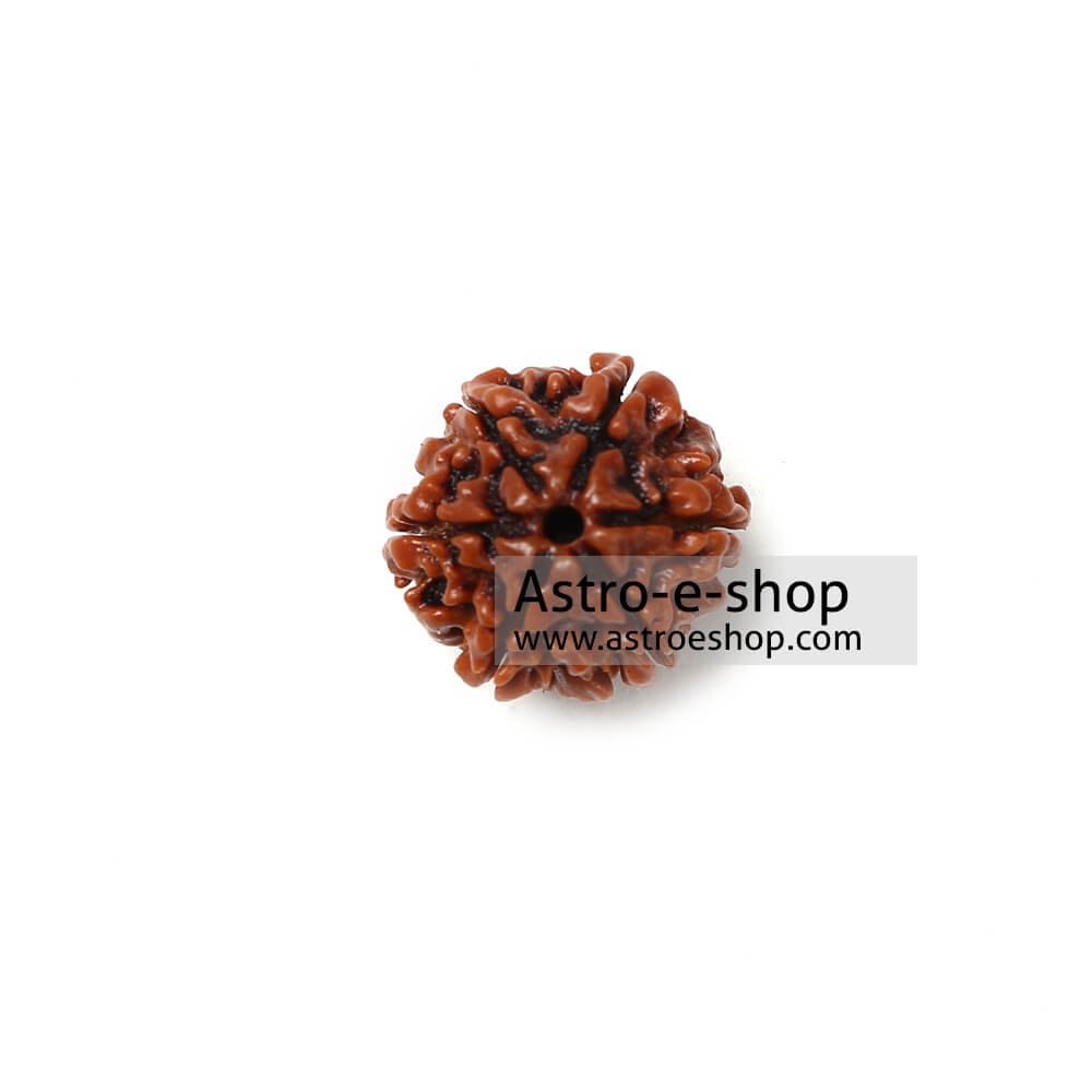 Six Faced Rudraksha