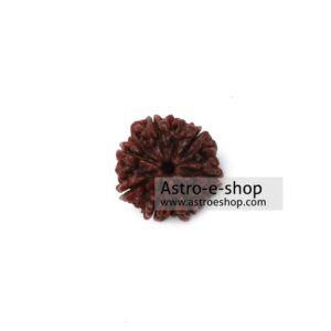 Seven Faced Rudraksha