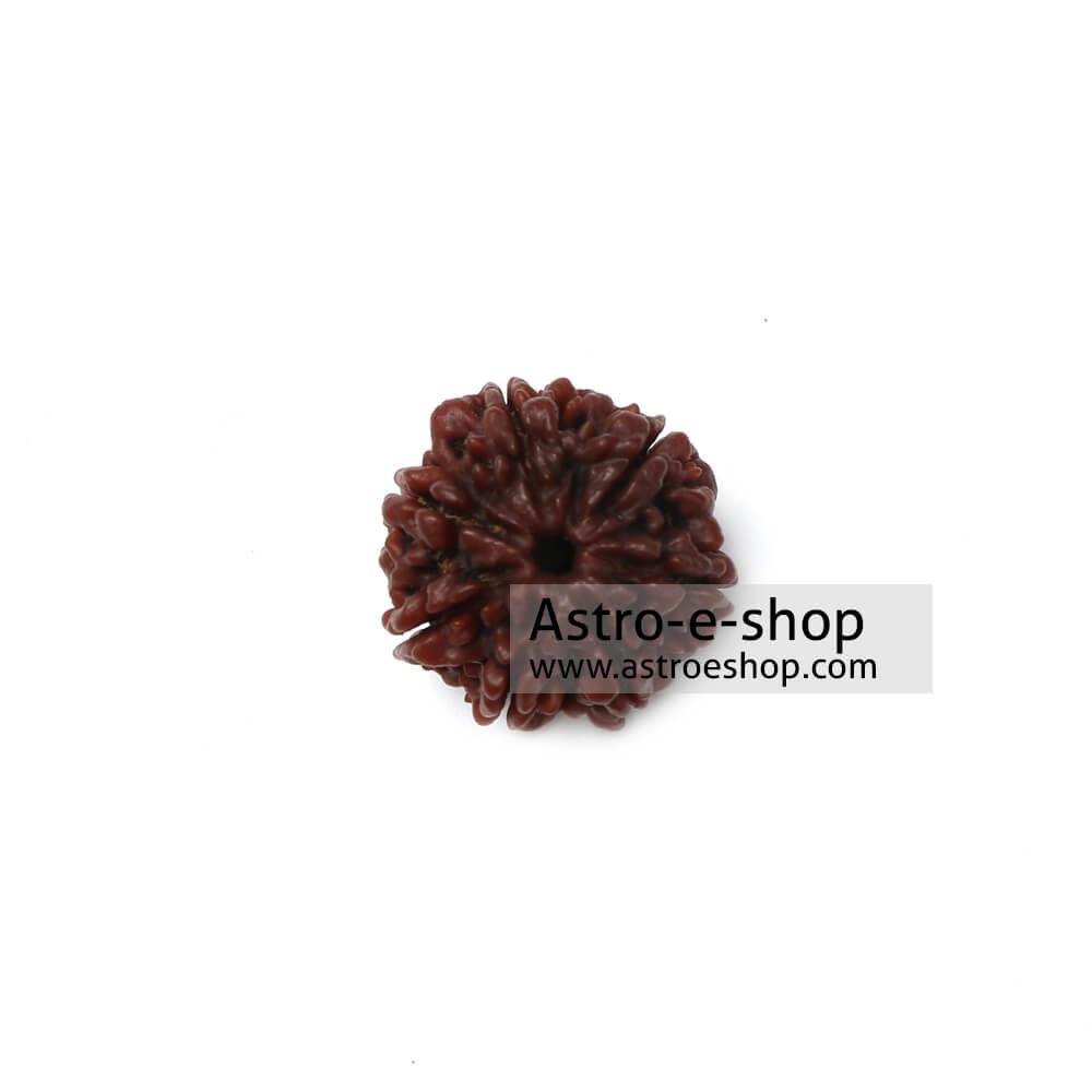 Seven Faced Rudraksha