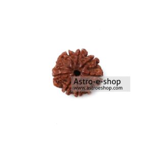 Eight Faced Rudraksha