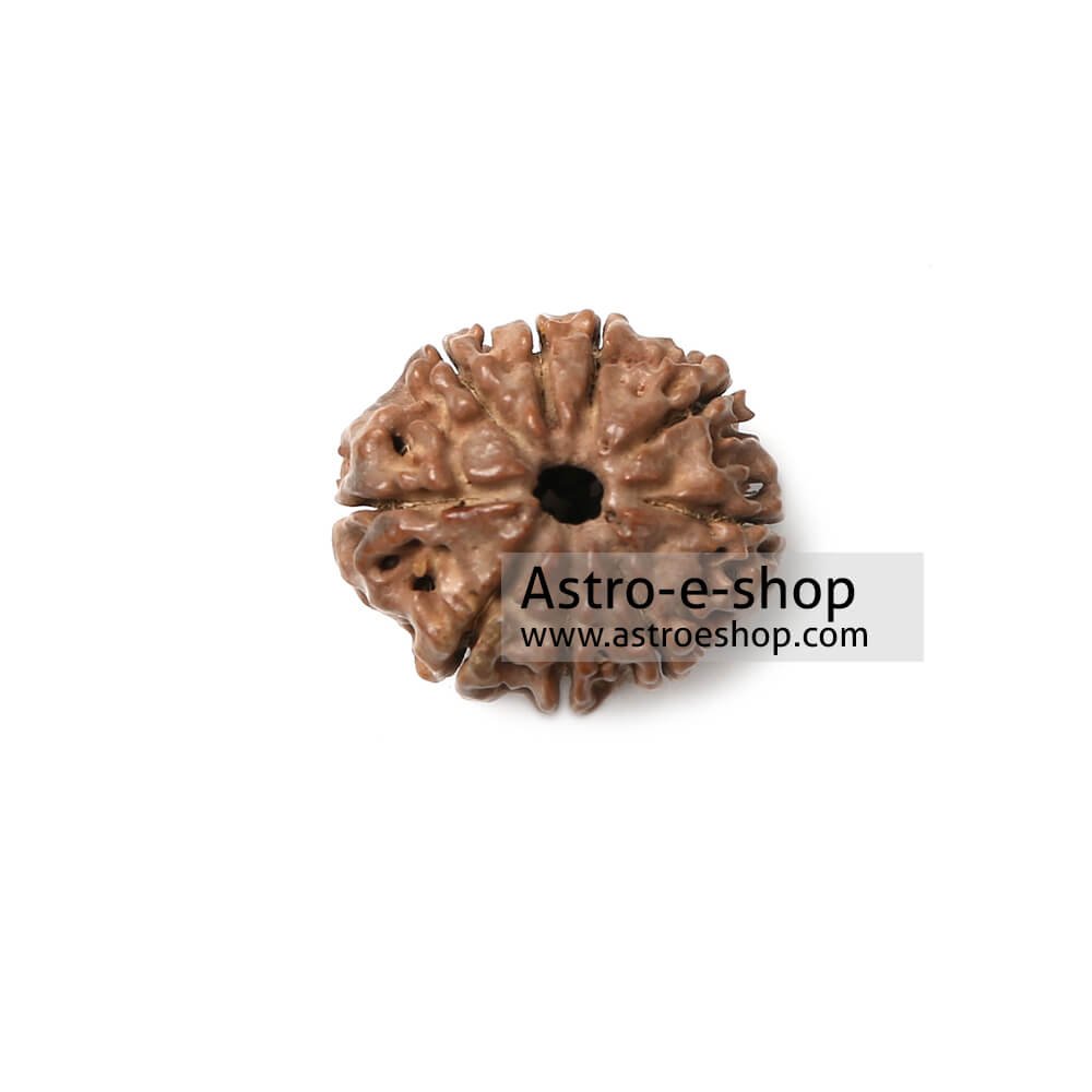 Nine Faced Rudraksha